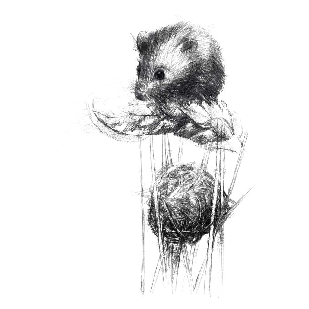 Harvest mouse