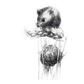 Harvest mouse