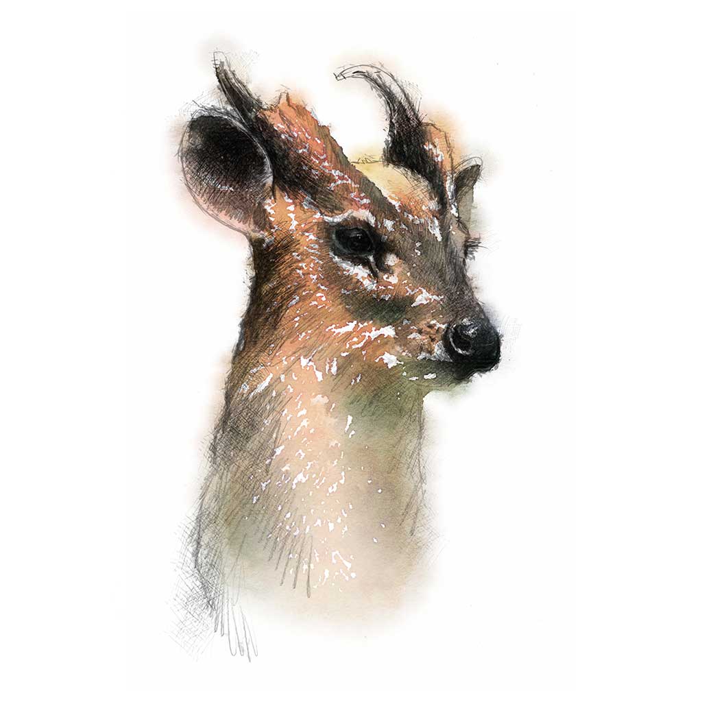 Muntjac deer