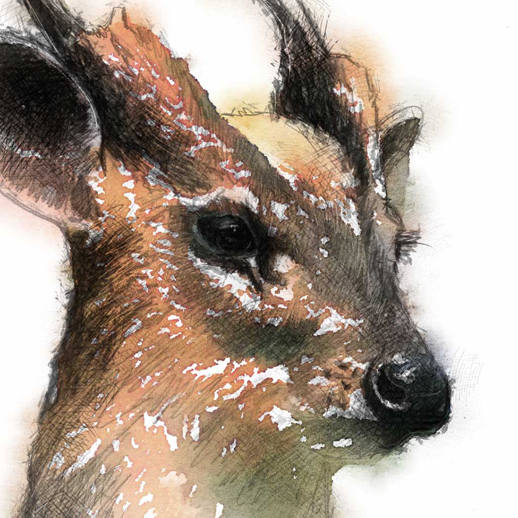 Muntjac deer