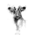 Muntjac