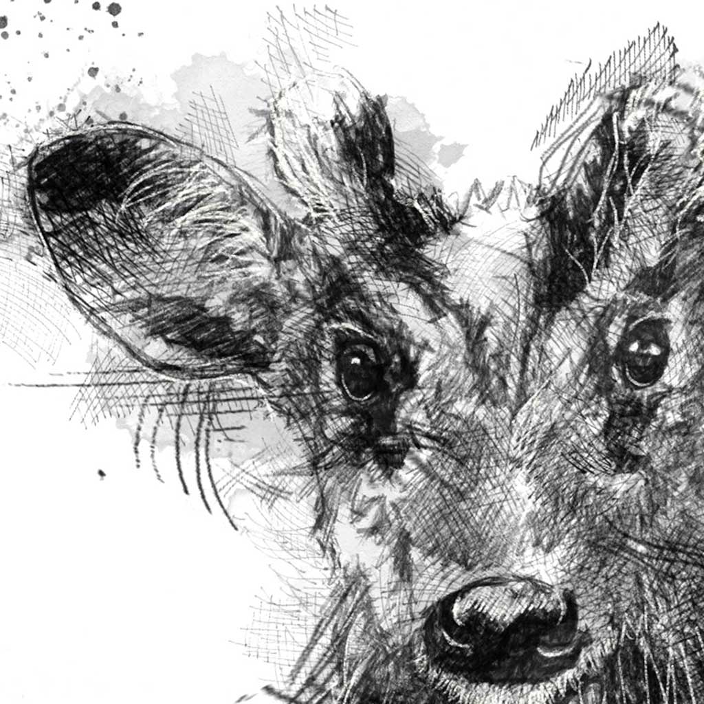 Muntjac
