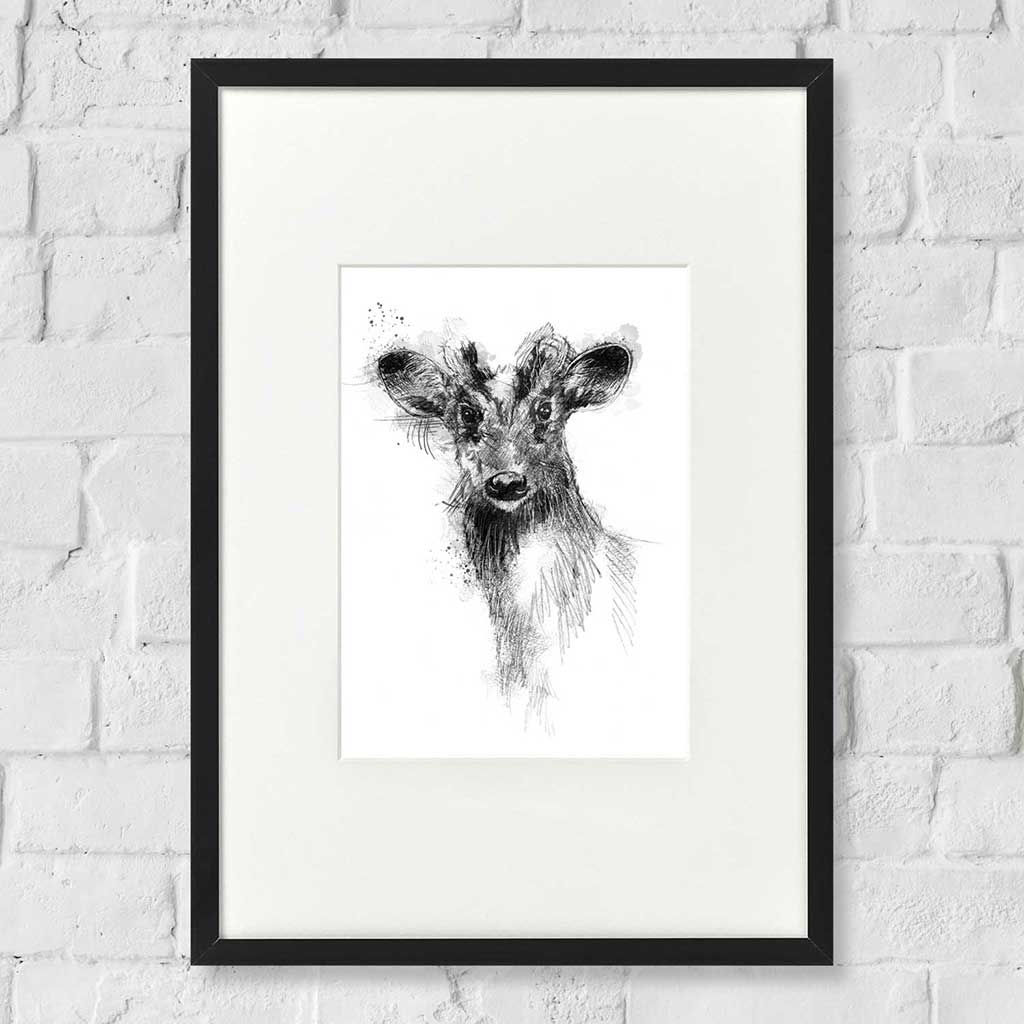 Muntjac