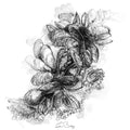 Mussels