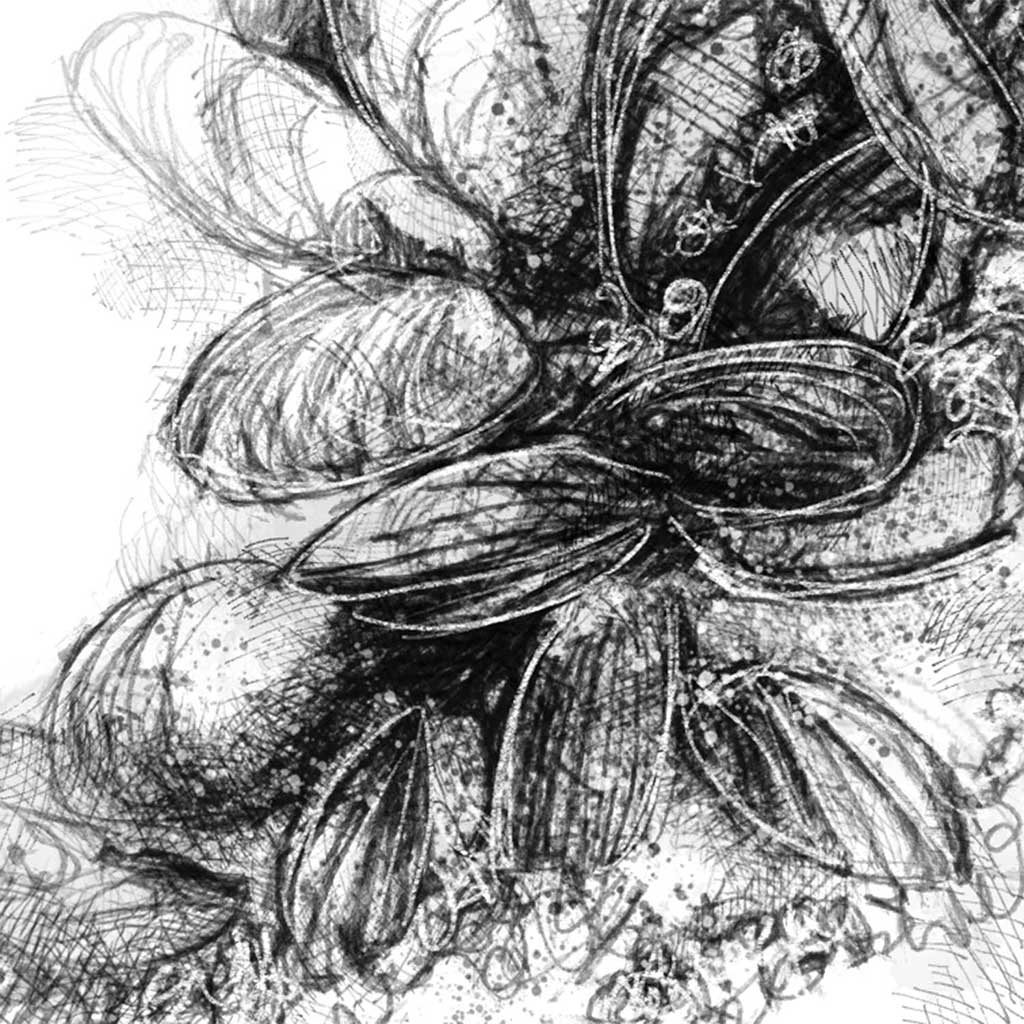 Mussels