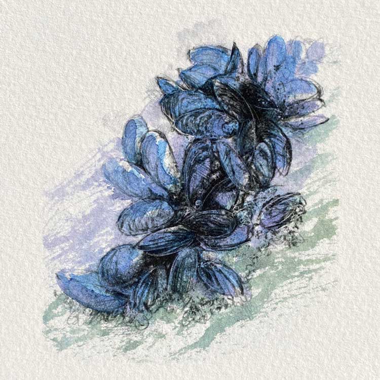 Mussels original mini sketch