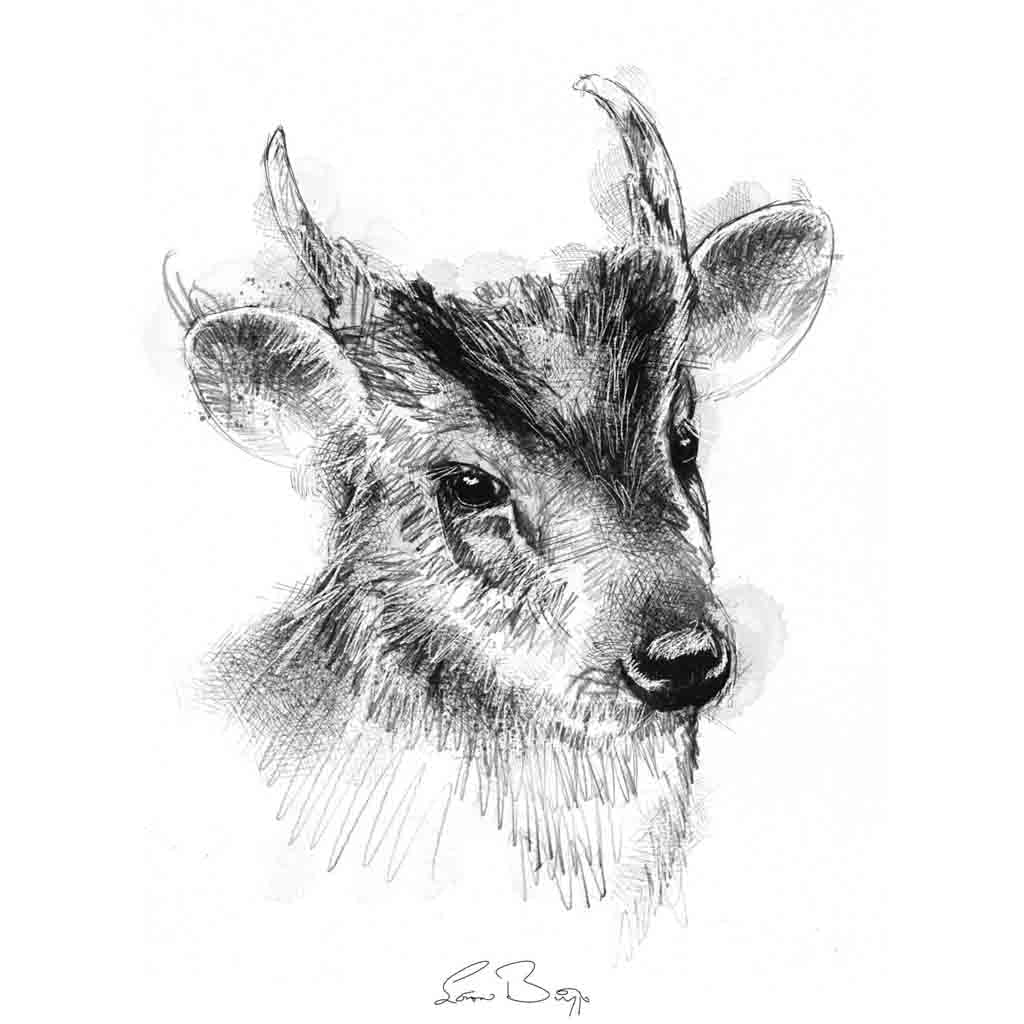 Muntjak deer