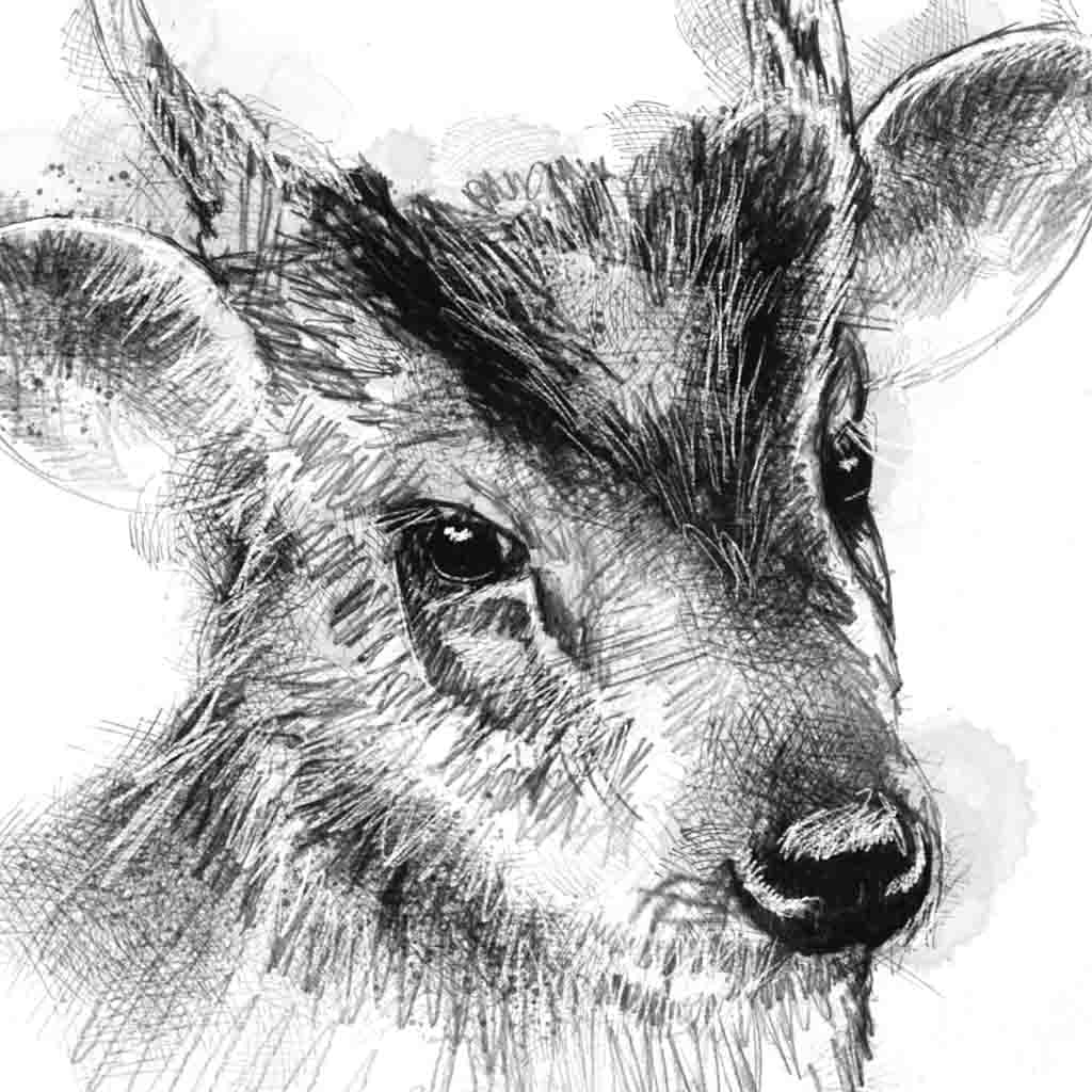 Muntjak deer