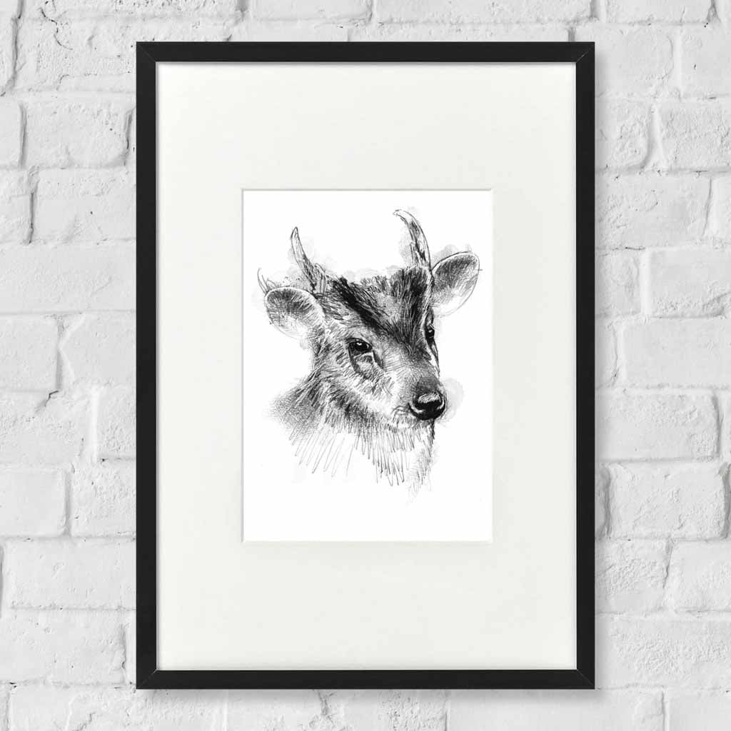 Muntjak deer