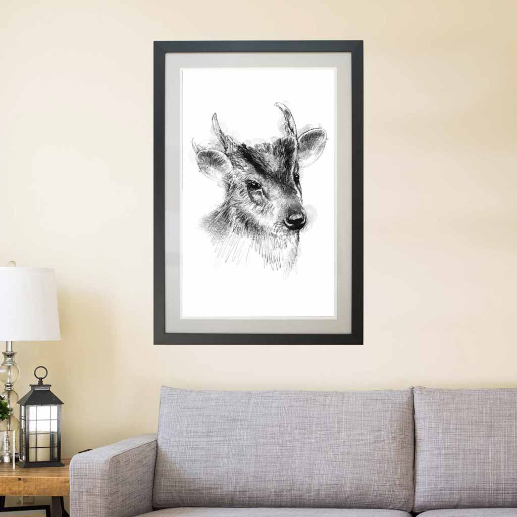 Muntjak deer