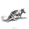 Numbat