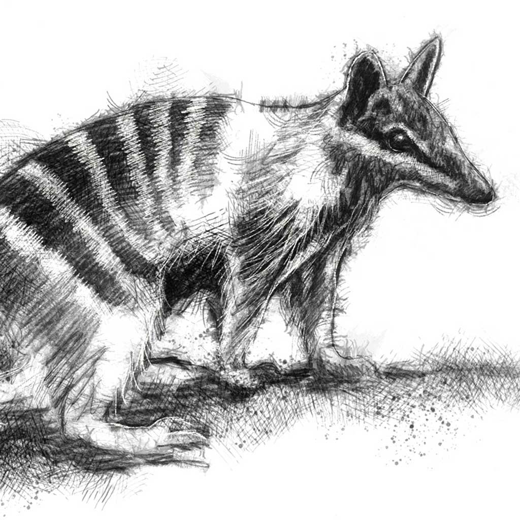 Numbat