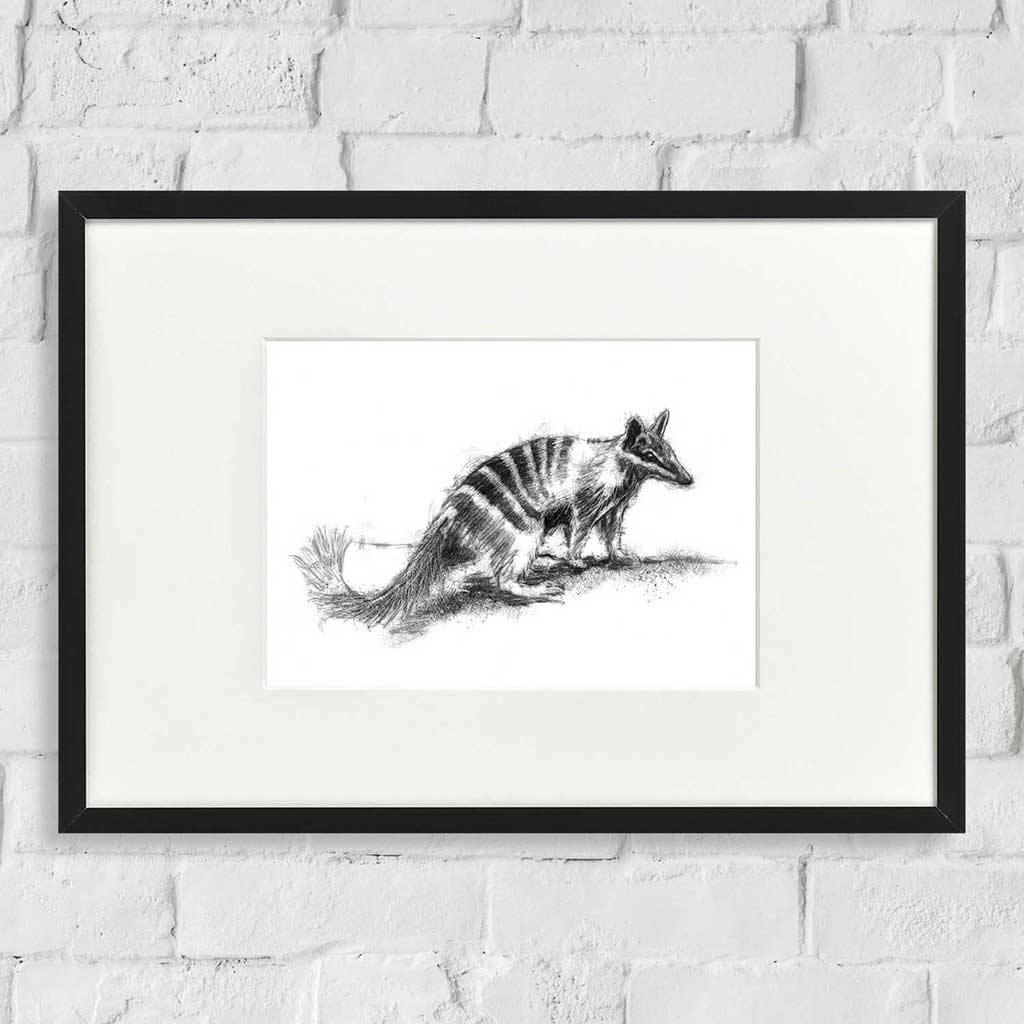 Numbat
