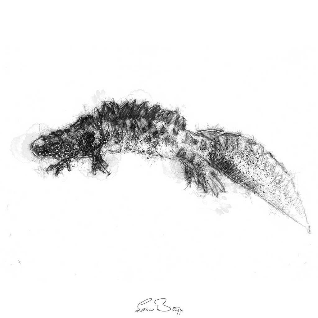 Newt