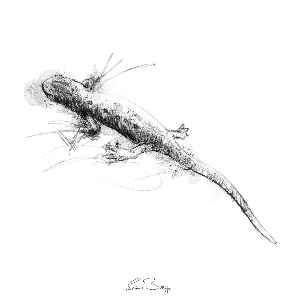 Common newt