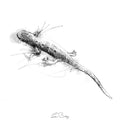 Common newt