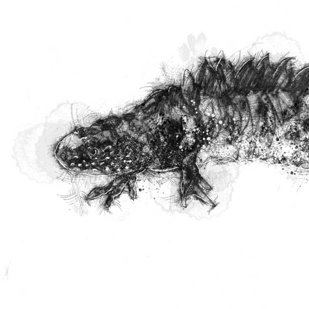 Newt