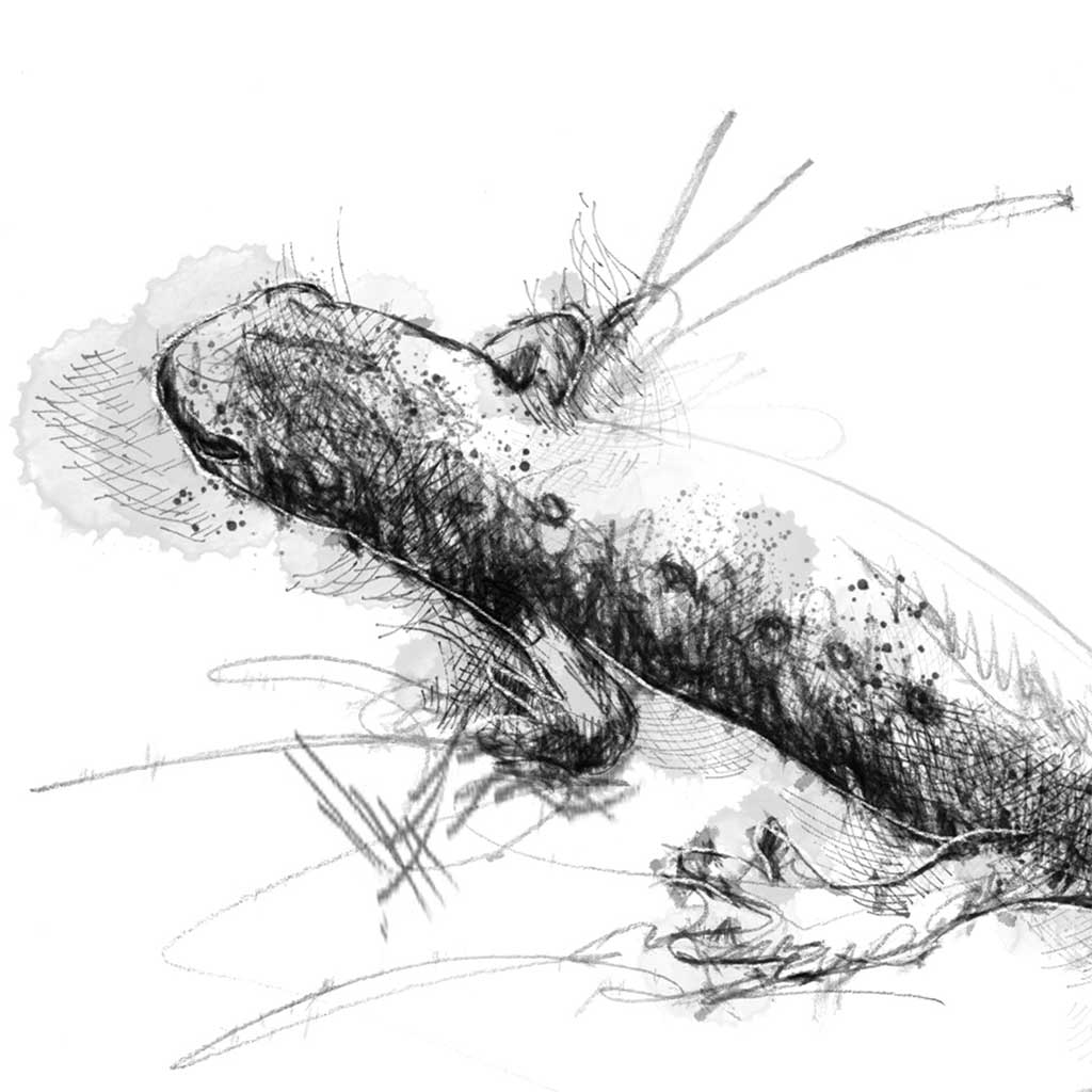 Common newt