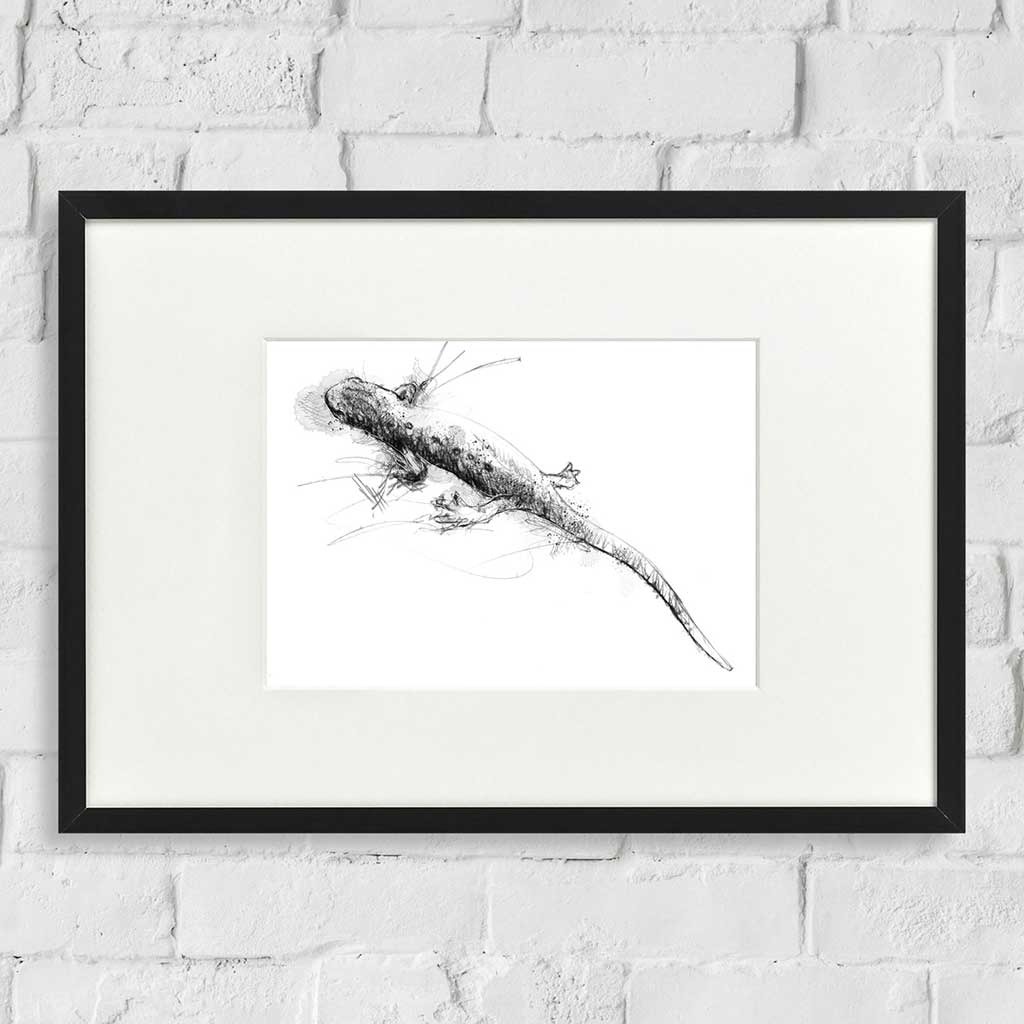 Common newt