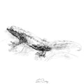 Crested newt