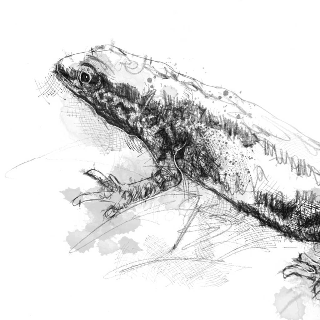 Crested newt