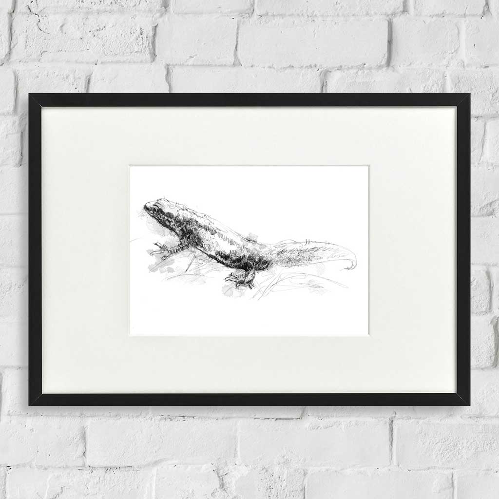 Crested newt