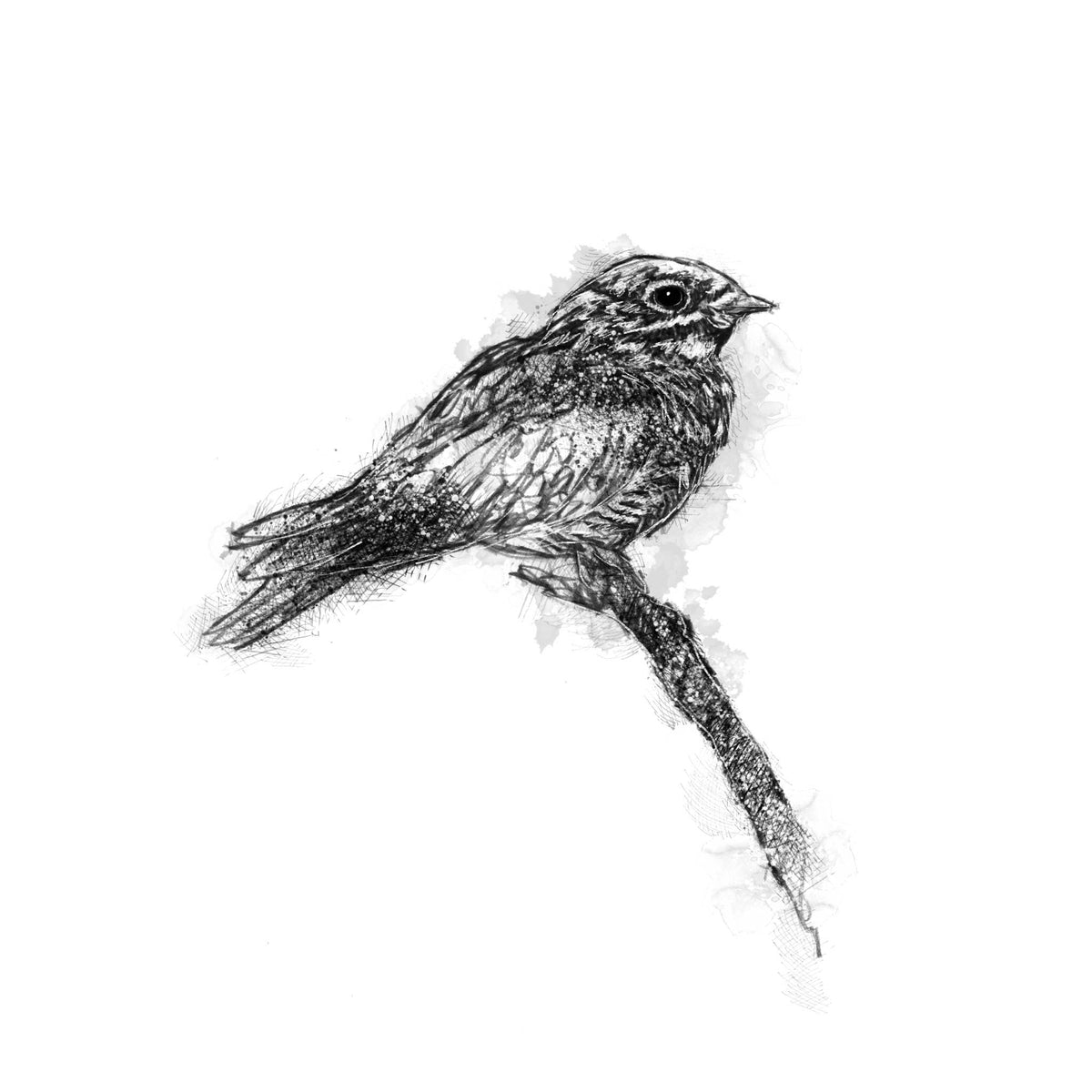 A black and white sketch of a nightjar small bird perched on a branch, rendered in textured cross-hatching and stippling on a plain white background.