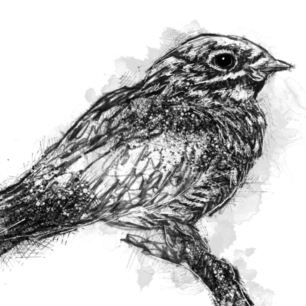 Nightjar - BW Sketch