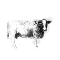 Northern Dairy Shorthorn - BW Sketch