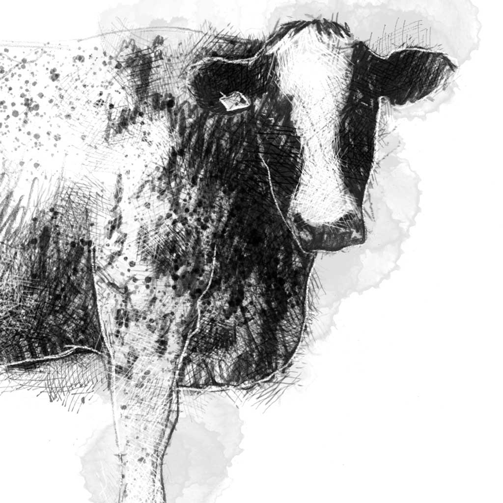 Northern Dairy Shorthorn - BW Sketch
