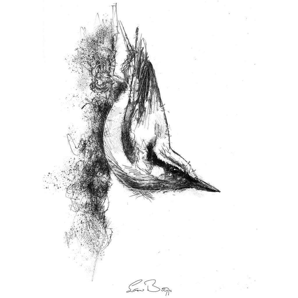 Nuthatch