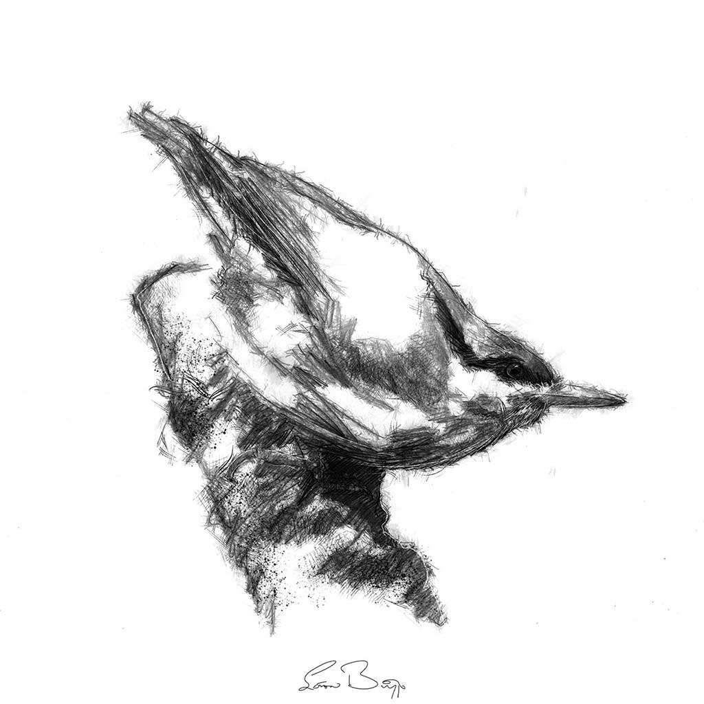 Nuthatch