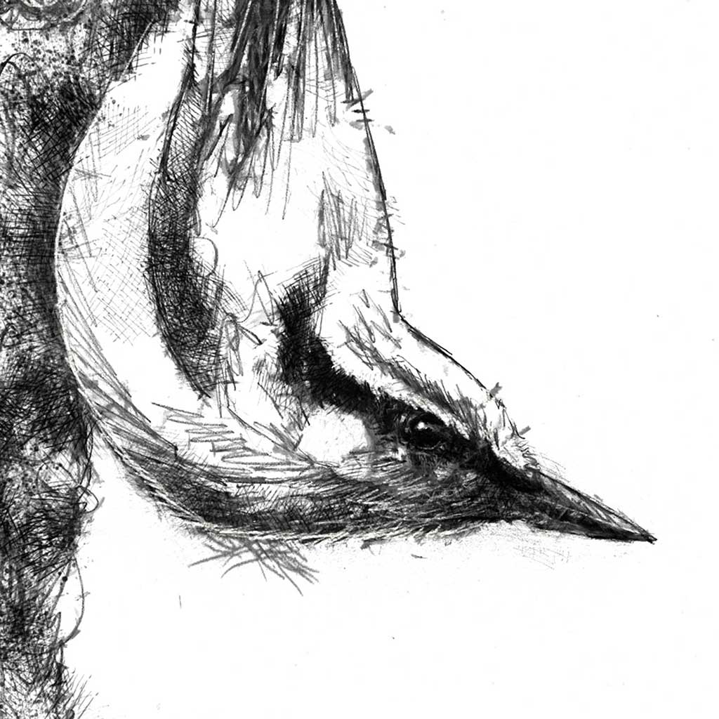 Nuthatch