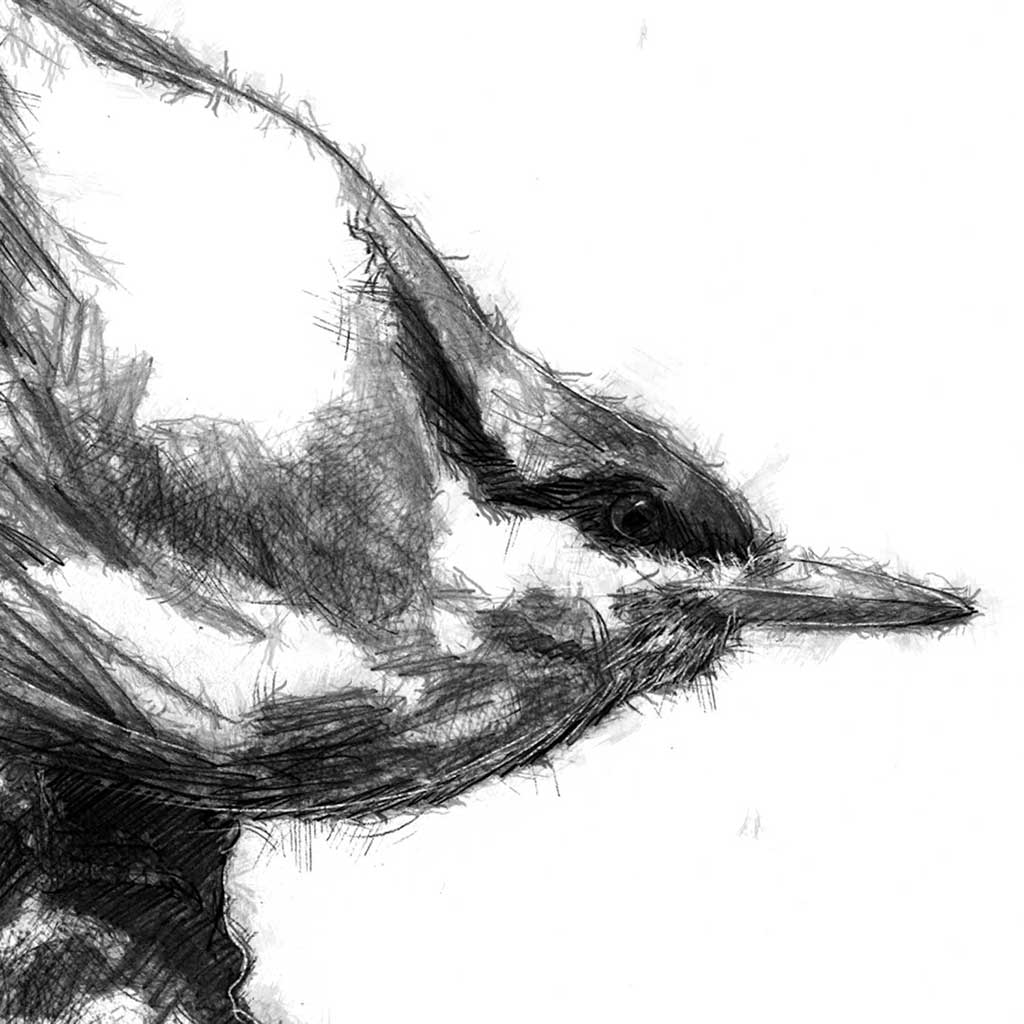 Nuthatch