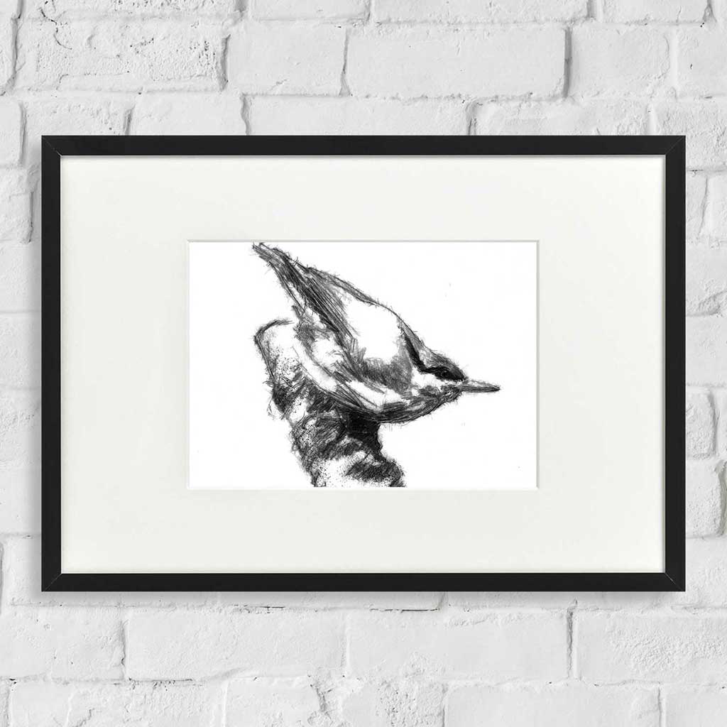 Nuthatch