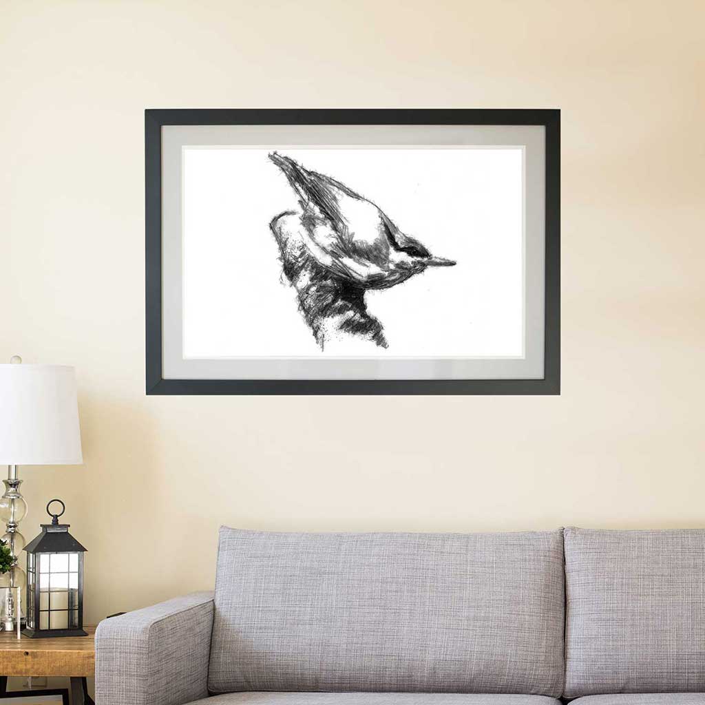 Nuthatch