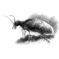 Oil beetle - BW Sketch