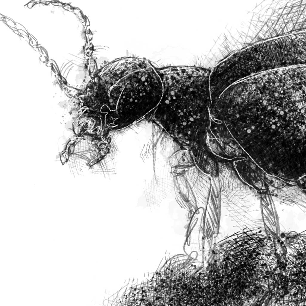 Oil beetle - BW Sketch