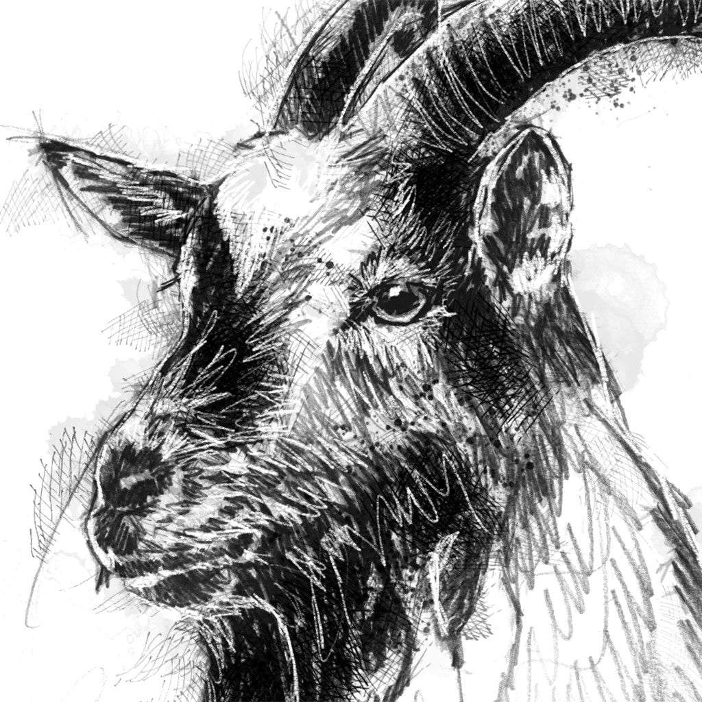 Old English goat - BW Sketch
