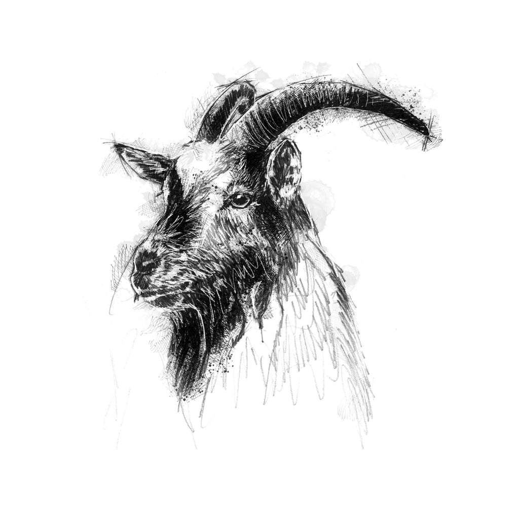 Old English goat - BW Sketch