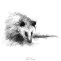 Opposum
