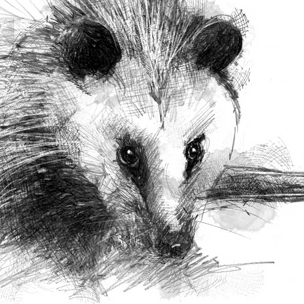 Opposum