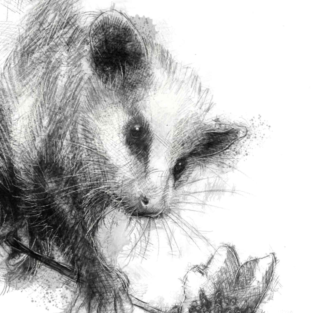 Baby opossum