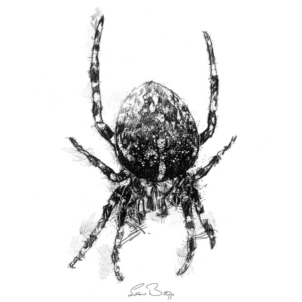Orb web spider