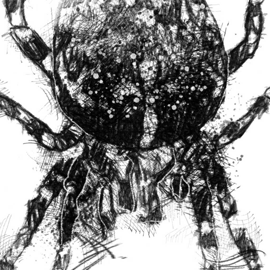 Orb web spider