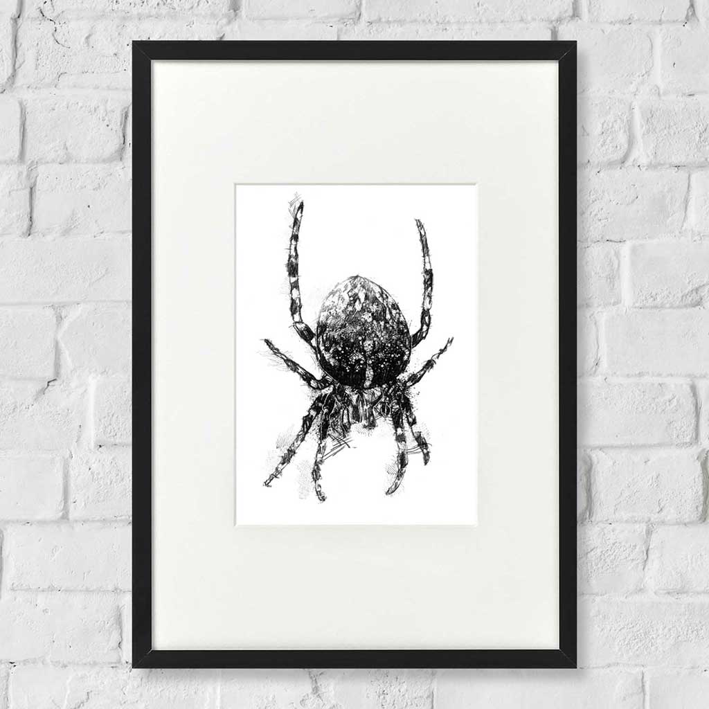 Orb web spider