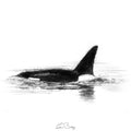 Orca