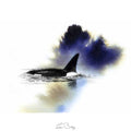 Orca surfacing