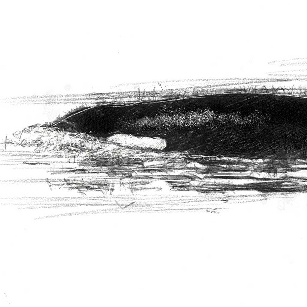 Orca