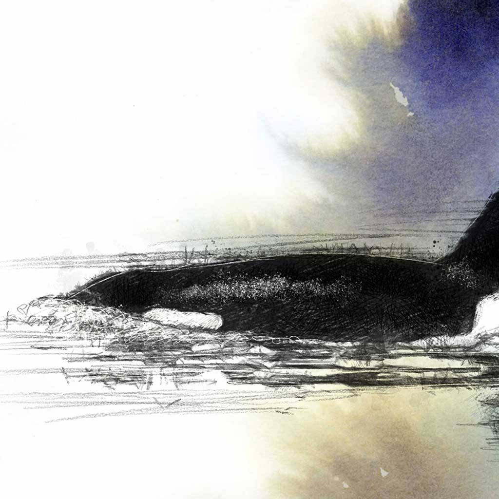 Orca surfacing